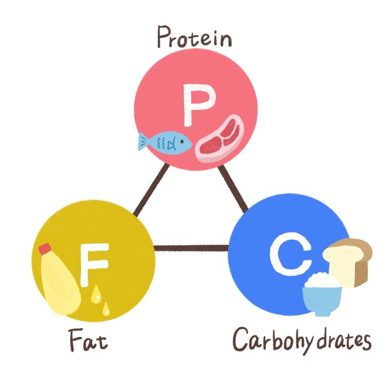 【初心者向け】摂取カロリーとPFCバランスの計算方法｜ダイエットを簡単に成功させる